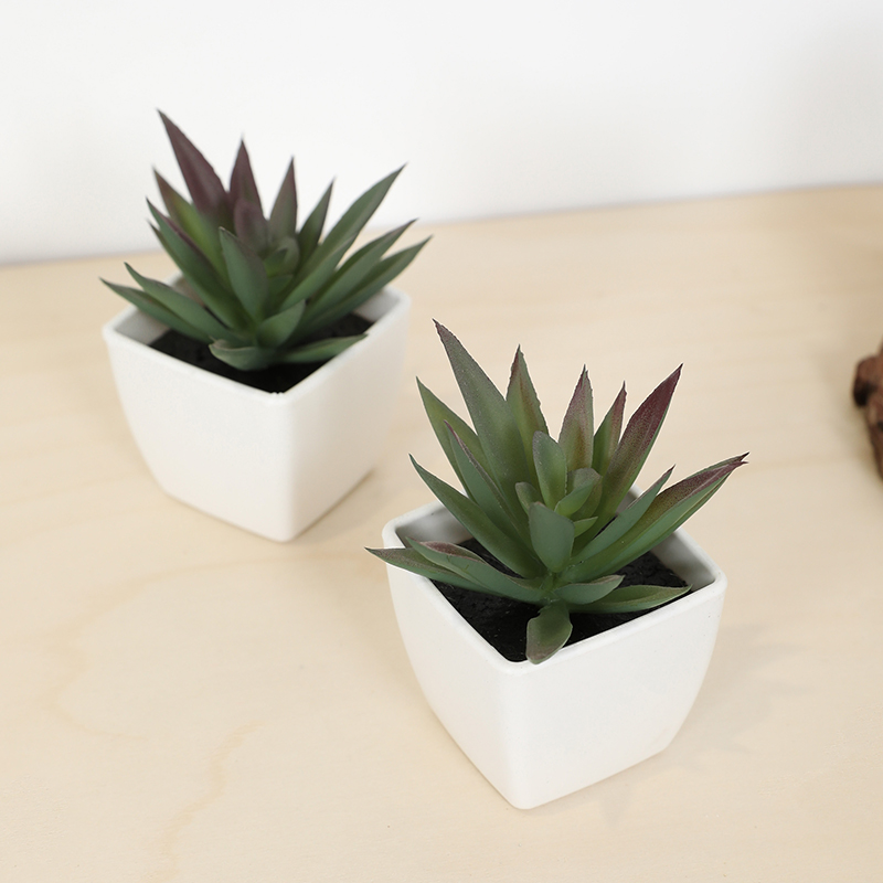 Mini copo de fada suculenta ar - Plant Desk Mini avaliação e preço