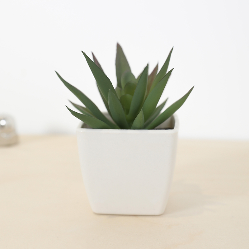 Mini copo de fada suculenta ar - Plant Desk Mini avaliação e preço